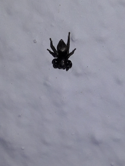 Salticidae - ugrópókok
