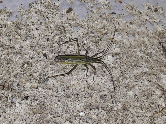 Megaloceroea recticornis - hosszúcsápú mezeipoloska