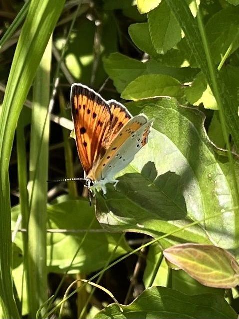 Lycaena dispar rutilus - nagy tűzlepke