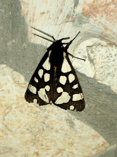Arctia villica - fekete medvelepke