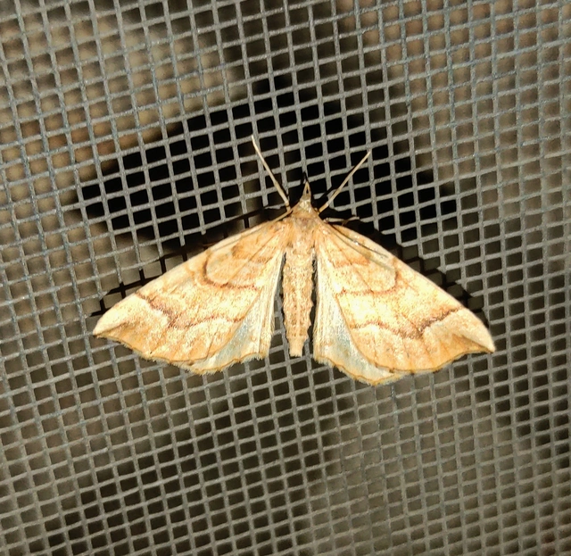 Eulithis mellinata - feketeribiszke-araszoló