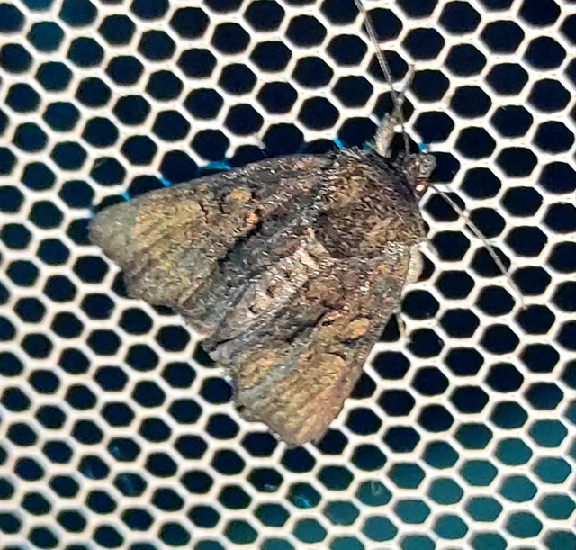 Oligia latruncula - fekete dudvabagoly