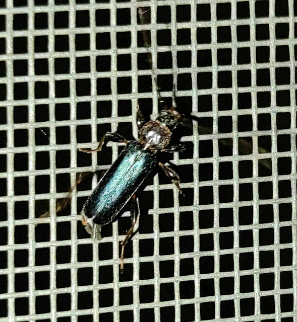 Phymatodes testaceus - változékony korongcincér