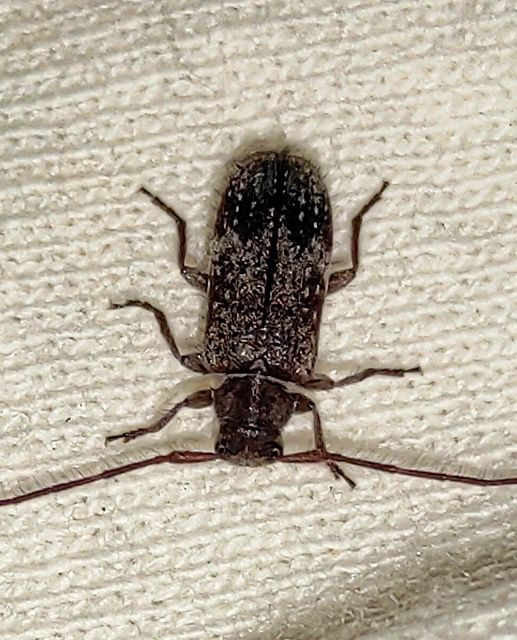 Exocentrus adspersus - tölgyfa-rőzsecincér