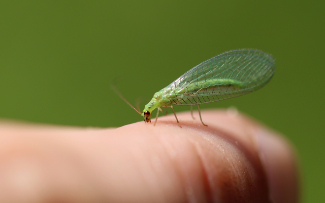 Chrysopidae - zöldfátyolkák