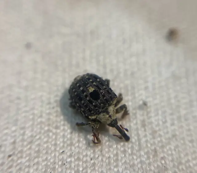 Cionus scrophulariae - görvélyfű-gömbormányos
