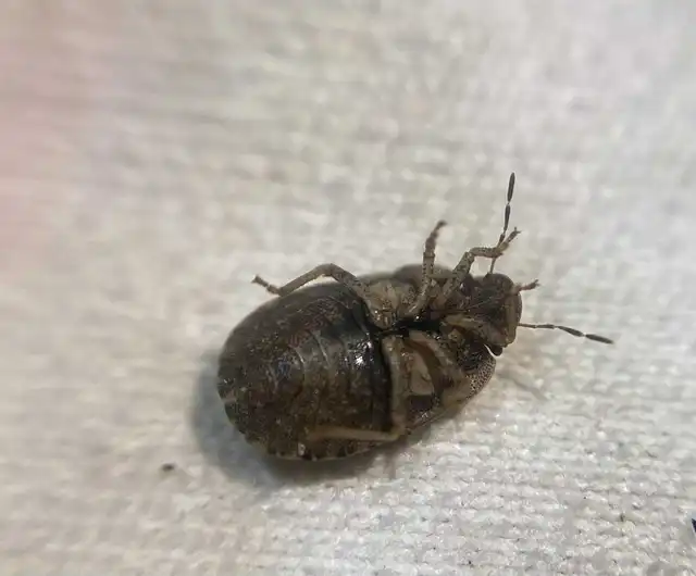 Sciocoris microphthalmus - szürkés laposfejű-poloska Sciocoris microphthalmus - szürkés laposfejű-poloska