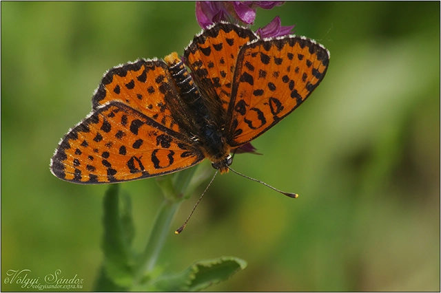 Melitaea didyma - tüzes tarkalepke