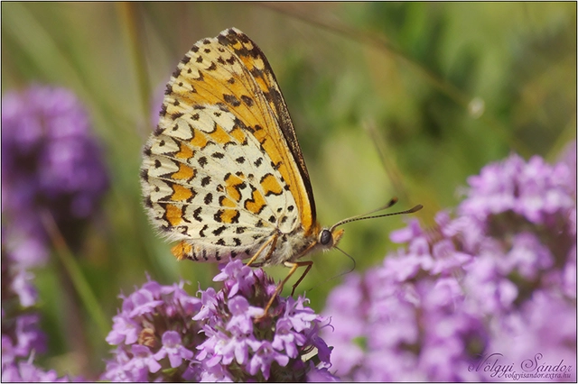 Melitaea trivia - kis tarkalepke