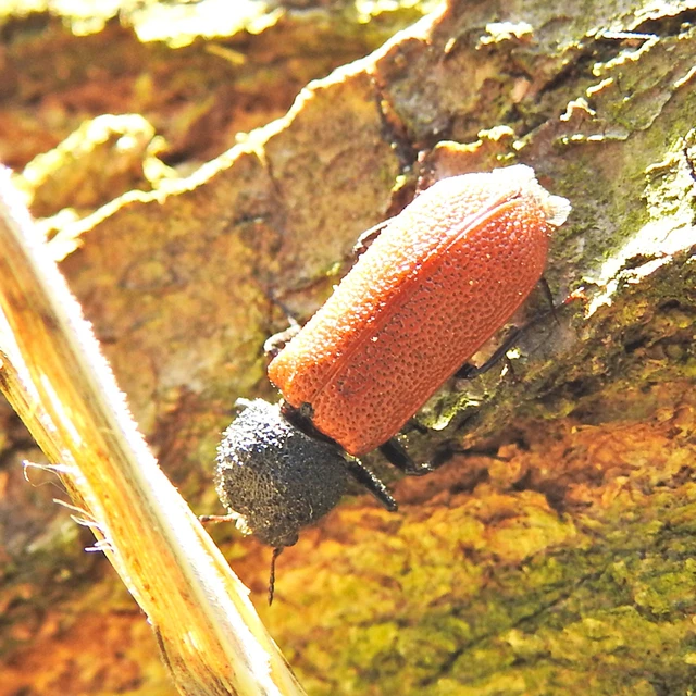 Bostrichus capucinus - piros csuklyásszú