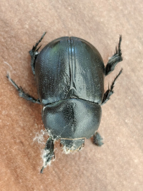 Pentodon idiota - butabogár