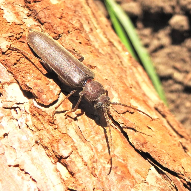 Arhopalus rusticus - gödrösnyakú cincér