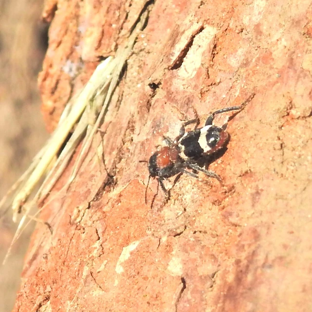 Thanasimus formicarius - vörösnyakú szúfarkas