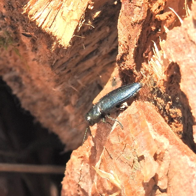 Phaenops cyanea - kék fürgedíszbogár