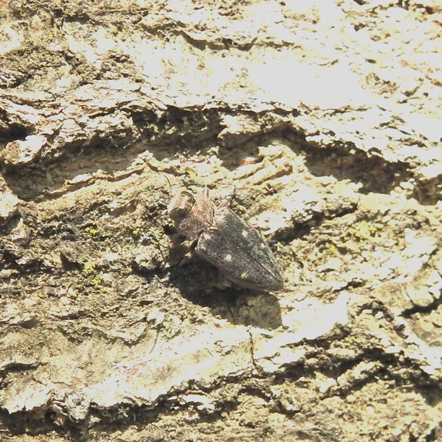 Chrysobothris affinis - aranypettyes díszbogár