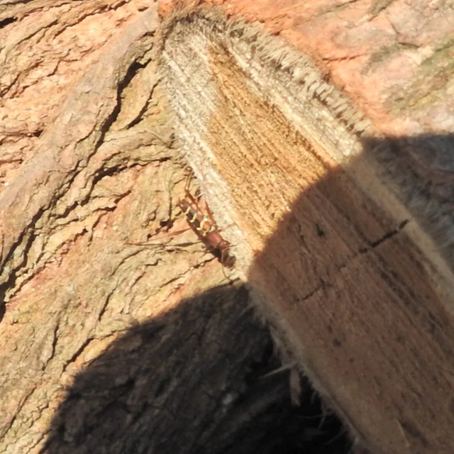 Neoclytus acuminatus - amerikai darázscincér