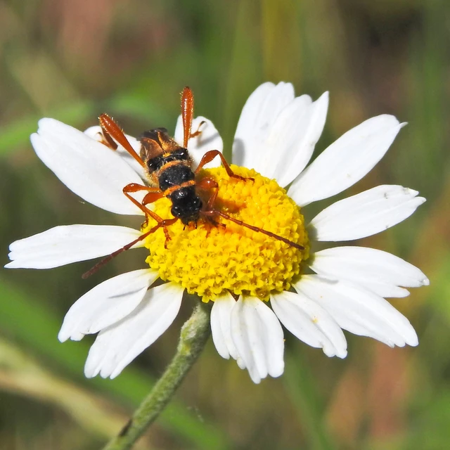 Stenopterus flavicornis - sárgacsápú keskenyfedőscincér
