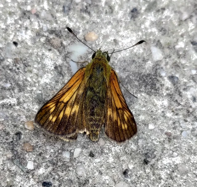 Ochlodes sylvanus - erdei busalepke