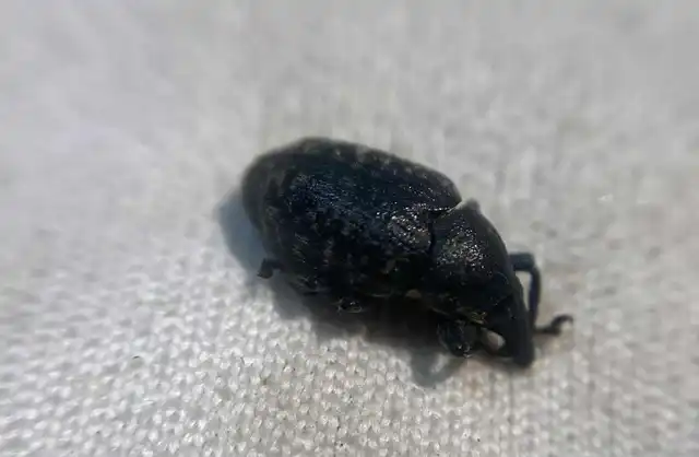Larinus turbinatus - kúposorrú púderbarkó