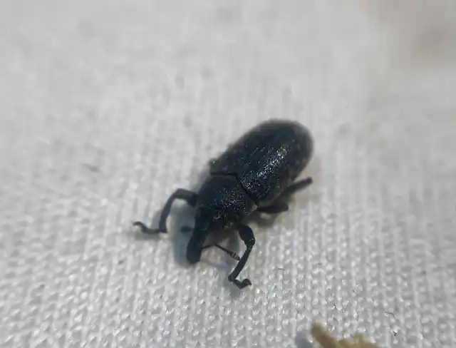 Larinus carlinae - foltos púderbarkó