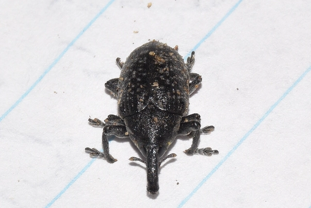 Larinus iaceae - sávosnyakú púderbarkó
