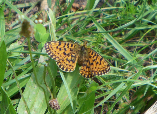 Boloria selene - fakó gyöngyházlepke