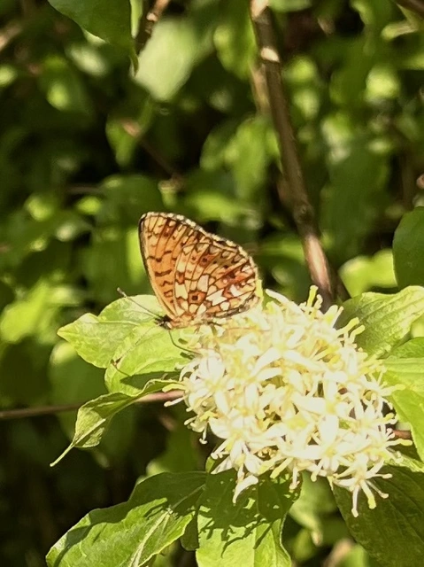 Boloria selene - fakó gyöngyházlepke