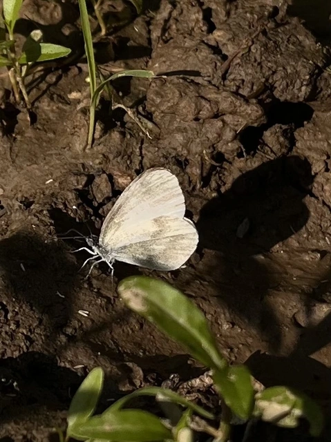 Leptidea sinapis - mustárlepke