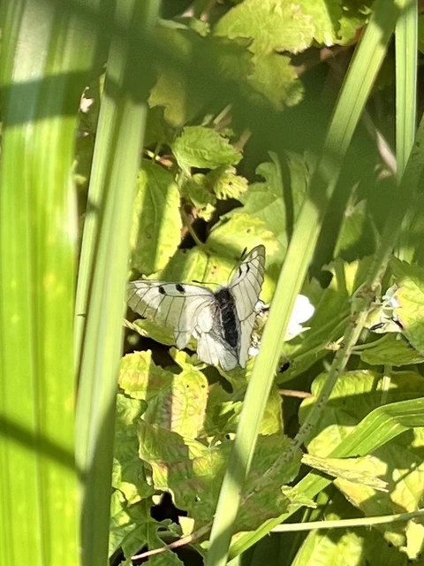Parnassius mnemosyne - kis apollólepke
