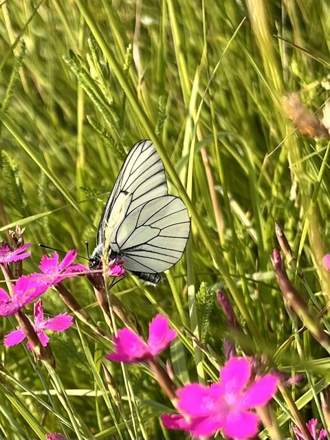 Aporia crataegi - galagonyalepke
