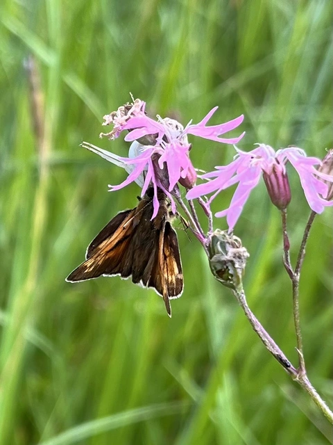 Ochlodes sylvanus - erdei busalepke