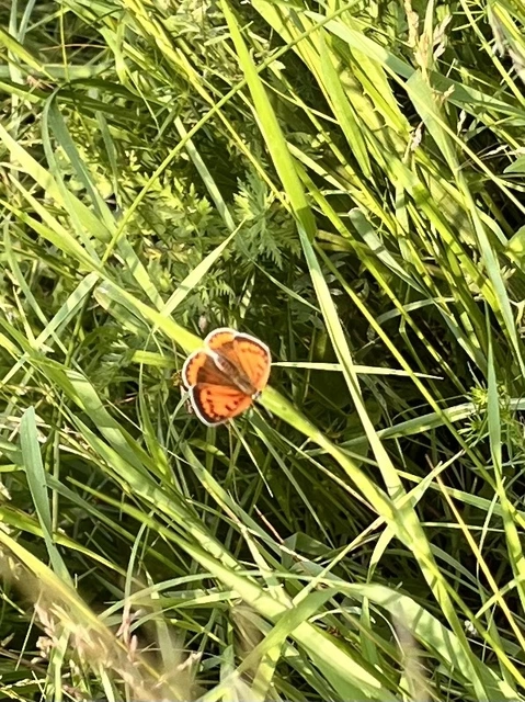 Lycaena dispar rutilus - nagy tűzlepke