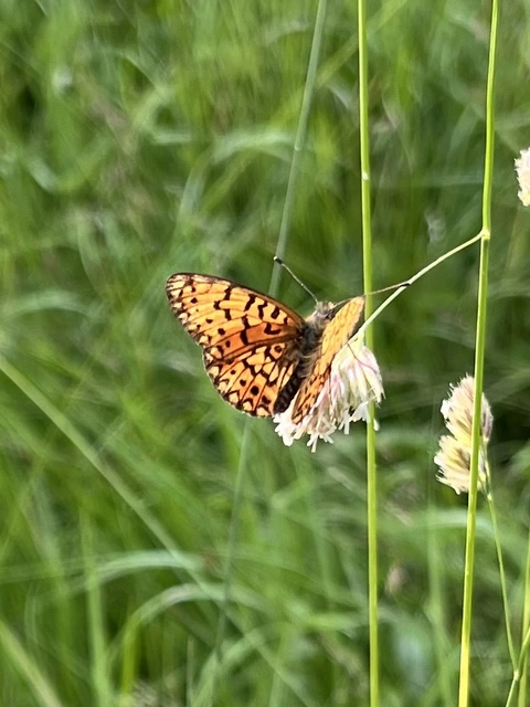 Boloria selene - fakó gyöngyházlepke