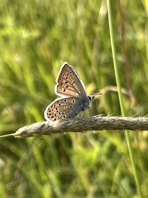 Plebejus argyrognomon - tintakék boglárka