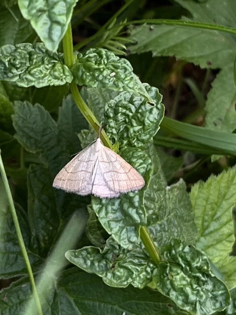 Polypogon tentacularia - sötétaljú karcsúbagoly