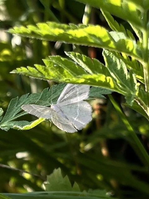 Chlorissa viridata/cloraria