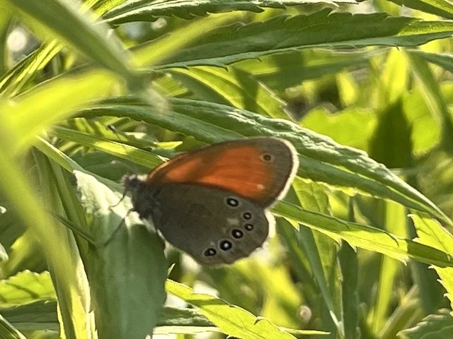 Coenonympha glycerion - közönséges szénalepke