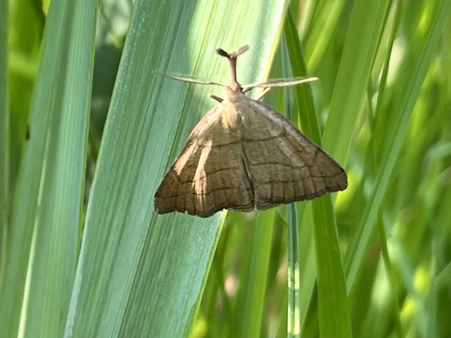 Polypogon tentacularia - sötétaljú karcsúbagoly