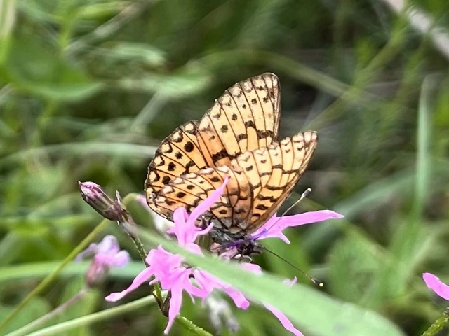 Boloria selene - fakó gyöngyházlepke