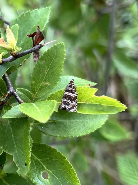 Celypha rivulana - dudvasodró tükrösmoly