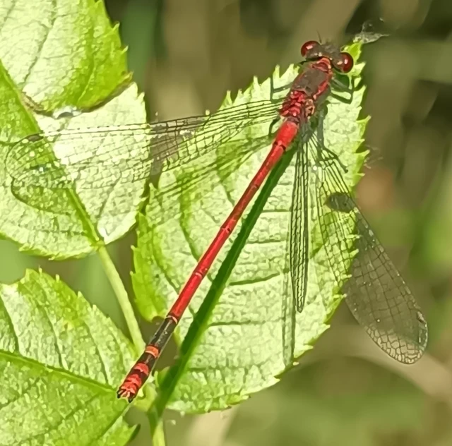 Pyrrhosoma nymphula interposita - vörös légivadász