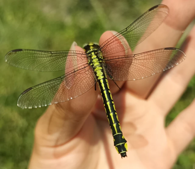 Gomphus vulgatissimus - feketelábú folyami-szitakötő Gomphus vulgatissimus - feketelábú folyami-szitakötő