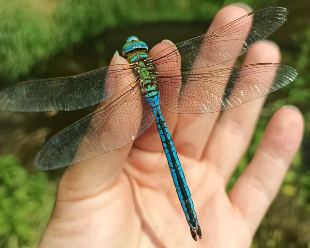 Anax imperator - zöld óriásacsa