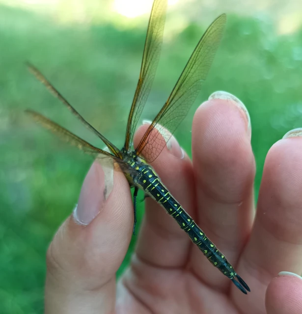 Brachytron pratense - szőrös karcsúacsa