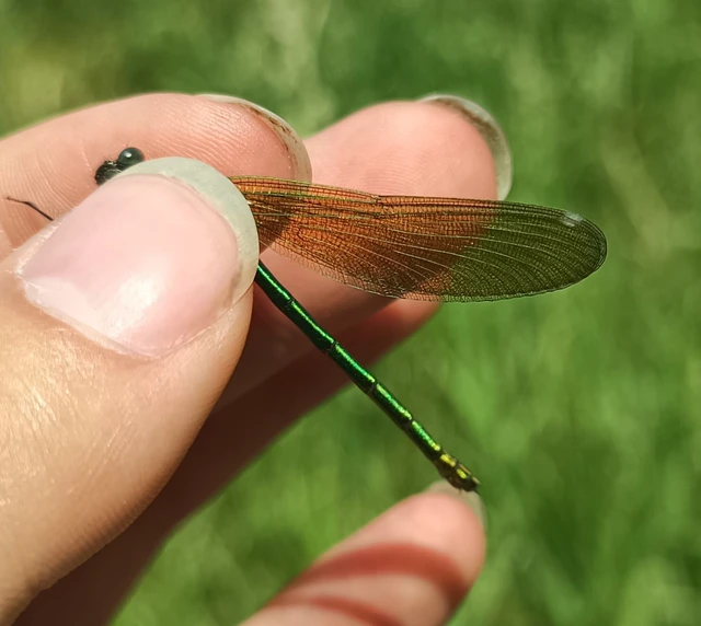 Calopteryx splendens - sávos szitakötő