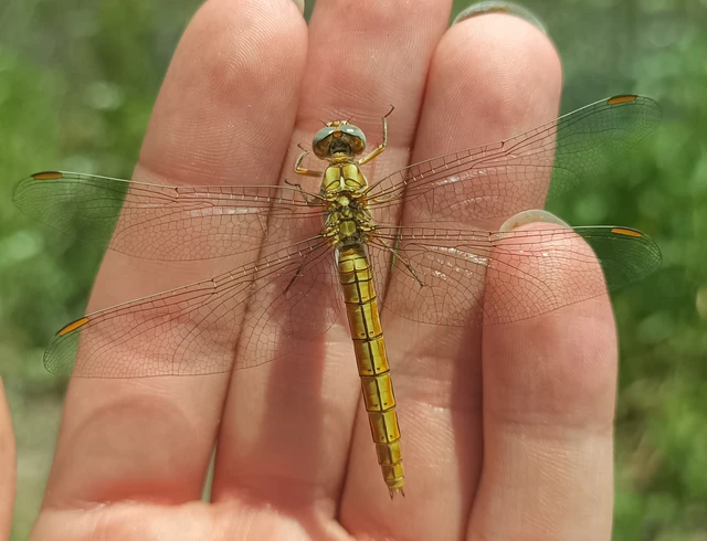 Orthetrum brunneum - pataki pásztorszitakötő