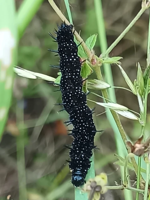 Nymphalis io - nappali pávaszem