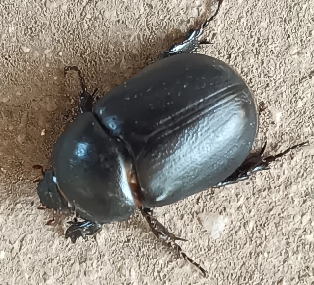 Pentodon idiota - butabogár