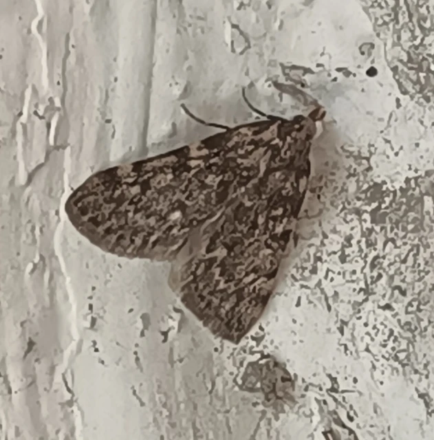 Aglossa pinguinalis - zsiradékmoly