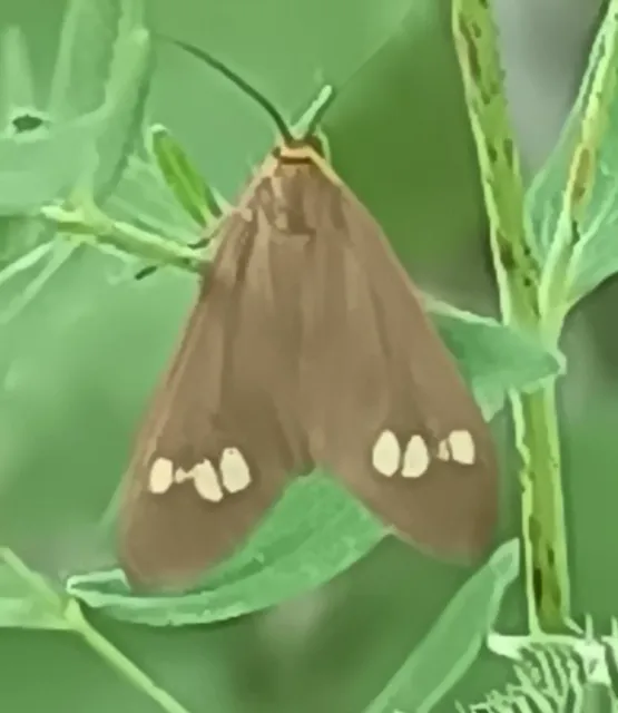 Dysauxes ancilla - üvegpettyes álcsüngőlepke